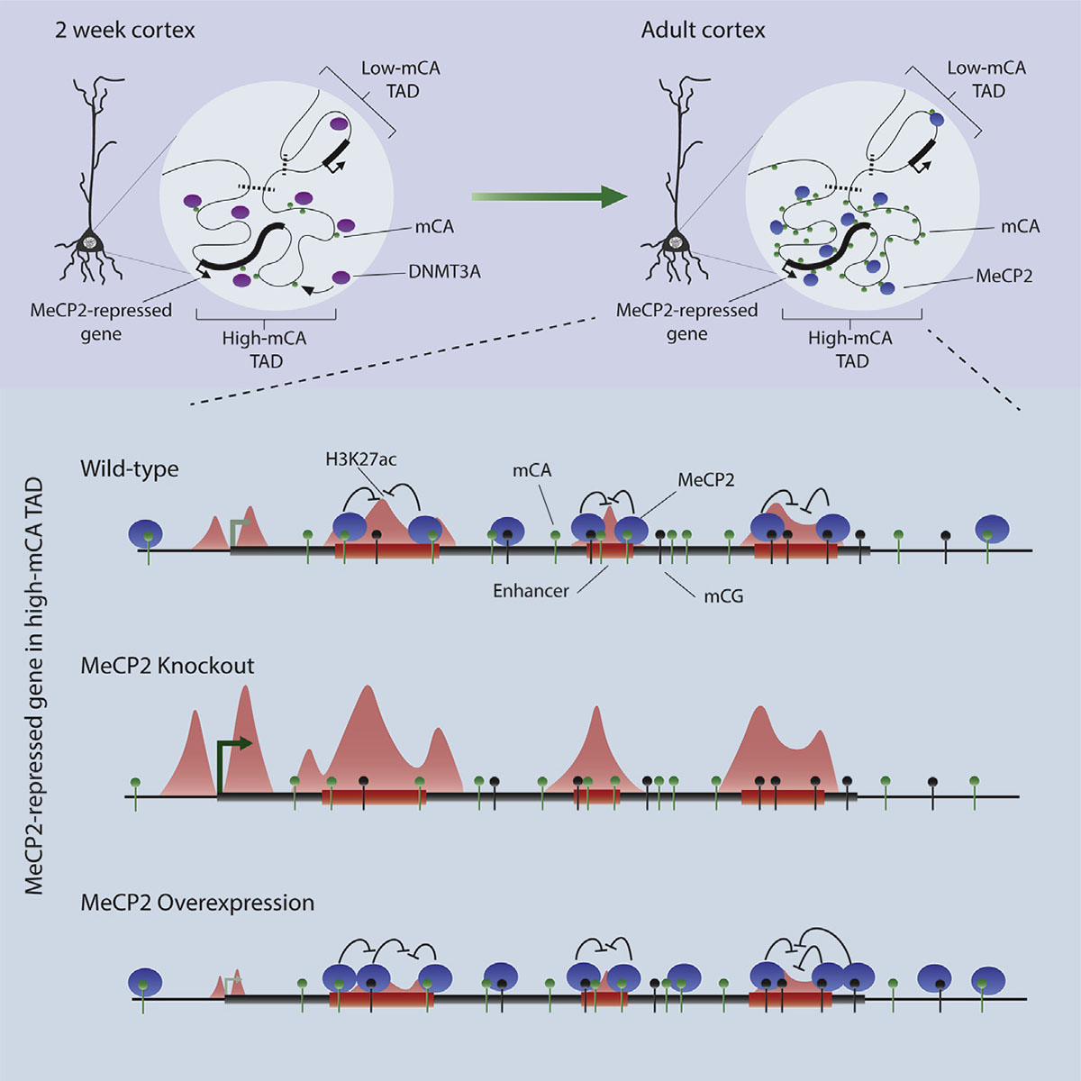 This graphic representation illustrates the consequences of knocking out the mecp2 gene