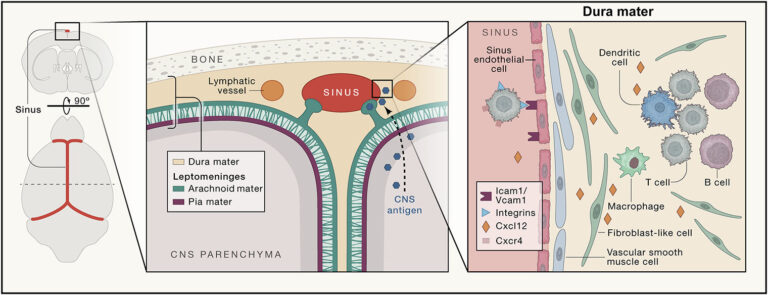 Functional characterization of the dural sinuses as a neuroimmune interface