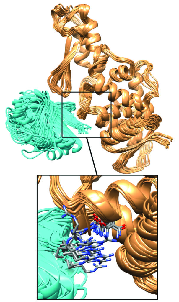 illustration of ube3a protein in gold and ube3a effector protein in blue