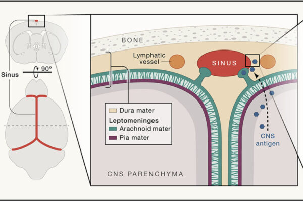 Functional characterization of the dural sinuses as a neuroimmune interface