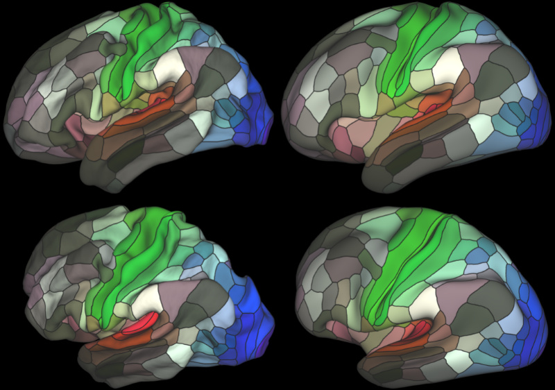 cortical parcellation of the human brain