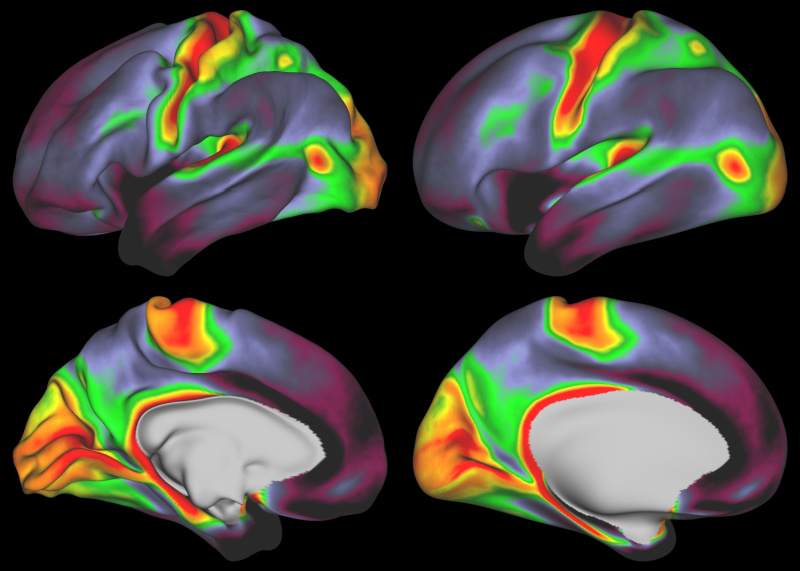 myelin maps of the human brain