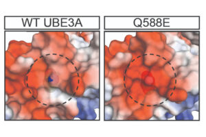 Representations of wildtype UBE3A (left) and UBE3A with variant Q588E