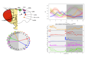 Schematic of calcium cycles in circadian pacemakers neurons of Drosophila