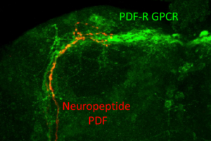 microscope image of the Drosophila brain, fixed and double-stained for PDF (red fluorescence) and PDF-R (green fluorescense)