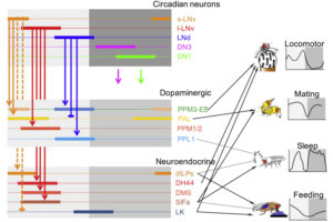 Diagram illustrating the functional connections between circadian pacemaker neurons, downstream dopaminergic and neurosecretory centers, and daily behaviors