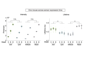 Summaries of intensity and fluorescence lifetime of GRABACh3.0 in different sleep-wake stages in one mouse across sensor expression time.