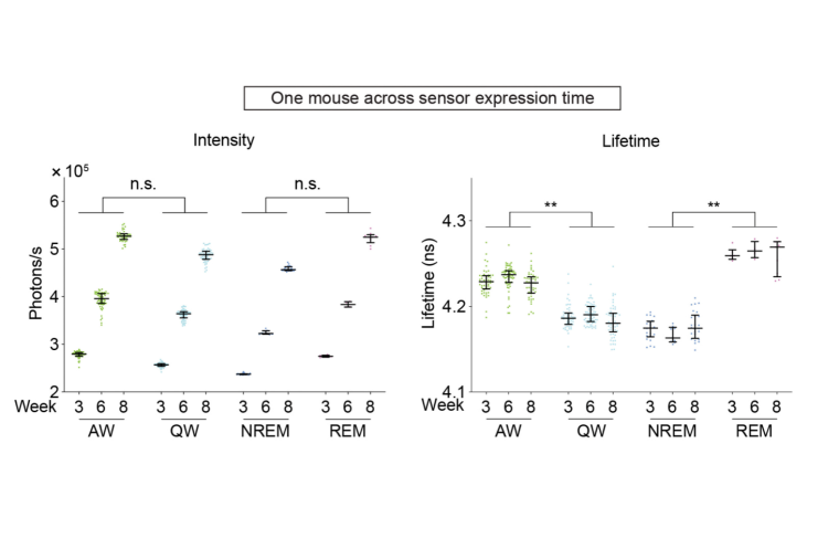 Fluorescence lifetime imaging captures neuromodulator dynamics at multiple time scales