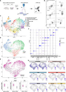 Figure shows scRNA-seq analysis of PAMs and DAMs from the article paper An inducible genetic tool to track and manipulate specific microglial states reveals their plasticity and roles in remyelination.