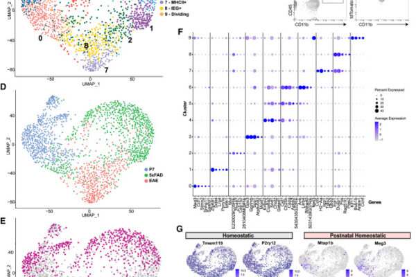 Li Lab study published in Immunity further explores microglial states