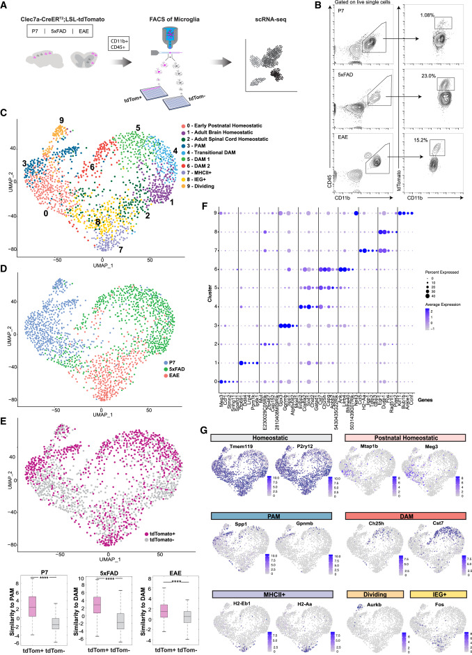 Li Lab study published in Immunity further explores microglial states