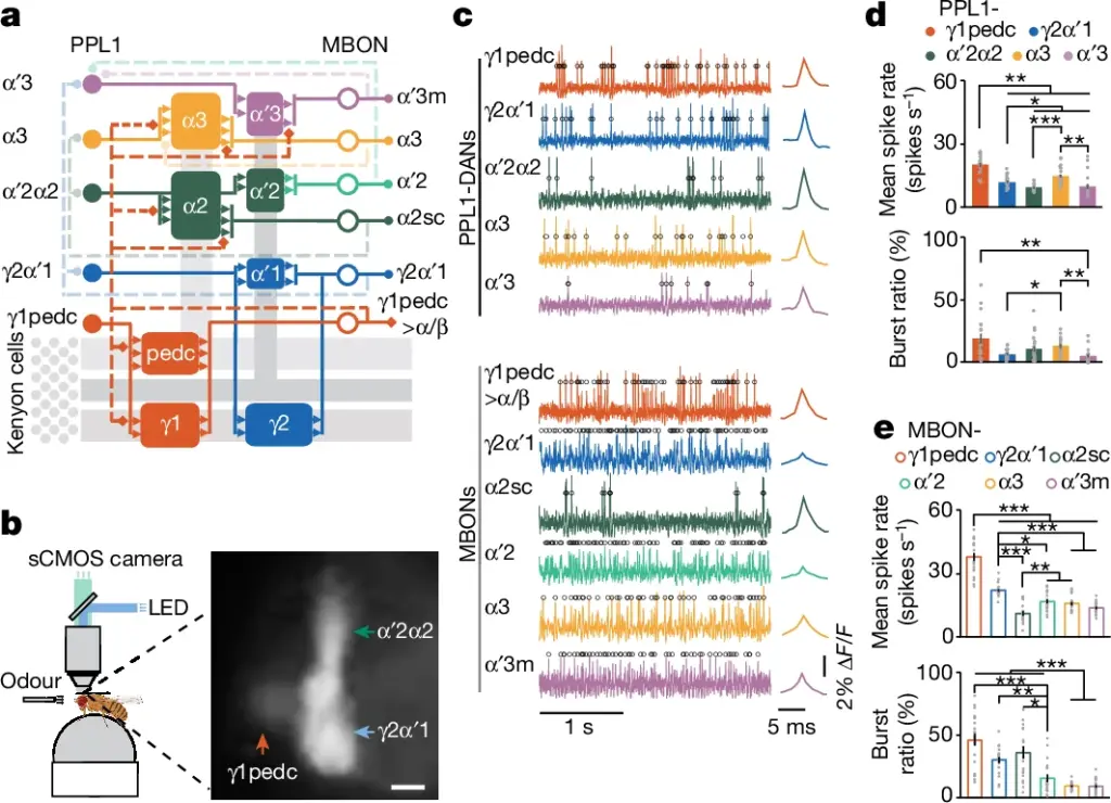 a, PPL1-DAN and MBON connectivity. Five PPL1-DANs innervate eight compartments of the mushroom body and modulate six downstream MBONs. Kenyon cells and their axons are shown in grey. Solid and dashed lines indicate feedforward and feedback connections, respectively. b, Left, the voltage-imaging set-up. Flies could walk or run on a trackball, which recorded their locomotor responses to odour presentations. Fluorescence voltage imaging of neural activity was performed using an sCMOS camera. Created with BioRender.com. Right, fluorescence image of pAce voltage-indicator expression in PPL1-γ1pedc, -γ2α′1 and -α′2α2 (fly line MB504B-GAL4). Scale bar, 10 μm. c, Left, optical voltage traces showing spontaneous spikes in PPL1-DANs and MBONs. Black circles indicate identified spikes. Right, mean optical spike waveforms. ΔF/F indicates the change in relative fluorescence intensity. d,e, Spike rates (top) and spontaneous burst ratios (bottom) from PPL1-DANs (d) and MBONs (e). Grey dots denote data from 20 individual flies per cell type. *P 