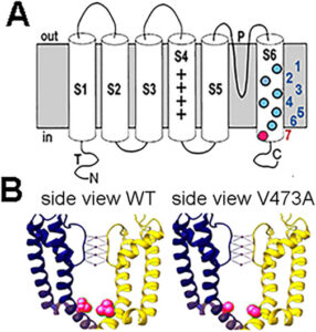 Figure 2. Diagram of a Kv3 potassium channel subunit and the location of the V473A variant. (A) Kv3 subunit with 6 transmembrane domains. P indicates the pore domain governing the ion selectivity of the channel. The colored filled circles in S6 represent selected dominant gain-of-function variants in Kv3.1 and Kv3.2. The KV3.2 V473A variant is located near the cytoplasmic opening of the channel pore (red). Kv3.1 variants: 1) V425M, 3) M430I, 4) V432M, 5) V434L (Ambrosino et al., 2023); KV3.2 variants: 2) I465V, 6) V471L (Li et al., 2022; Schwarz et al., 2022), 7) V473A (Schwarz et al., 2022) (which is the topic of this study). (B) Position of WT V473 and V473A variant on S6 in the Kv3.2 channel structure. The WT V473 (red) is located near the cytoplasmic mouth of the channel and may be important in stabilizing the closed structure (left image). The variant V473A is shown in the right image (red). Structures of human Kv3.2 were based on the cryo-EM structure of the highly similar paralog, Kv3.1, where the S6 amino acid sequence is identical for Kv3.1 and Kv3.2. The residue position V436 in the Kv3.1 sequence is equivalent to residue V473 in Kv3.2 [P48547 KCNC1 compared to Q96PR1 KCNC2 - UniProt]. The images of human Kv3.1 structure were prepared in UCSF Chimera (Pettersen et al., 2004). The V436A (V473A) variation in the Kv3.1 (Kv3.2) structure was generated from the WT Kv3.1 cryo-EM structure (PDB: 7PHH) by replacing V436 with Alanine using the Swapaa function in UCSF Chimera (right image).