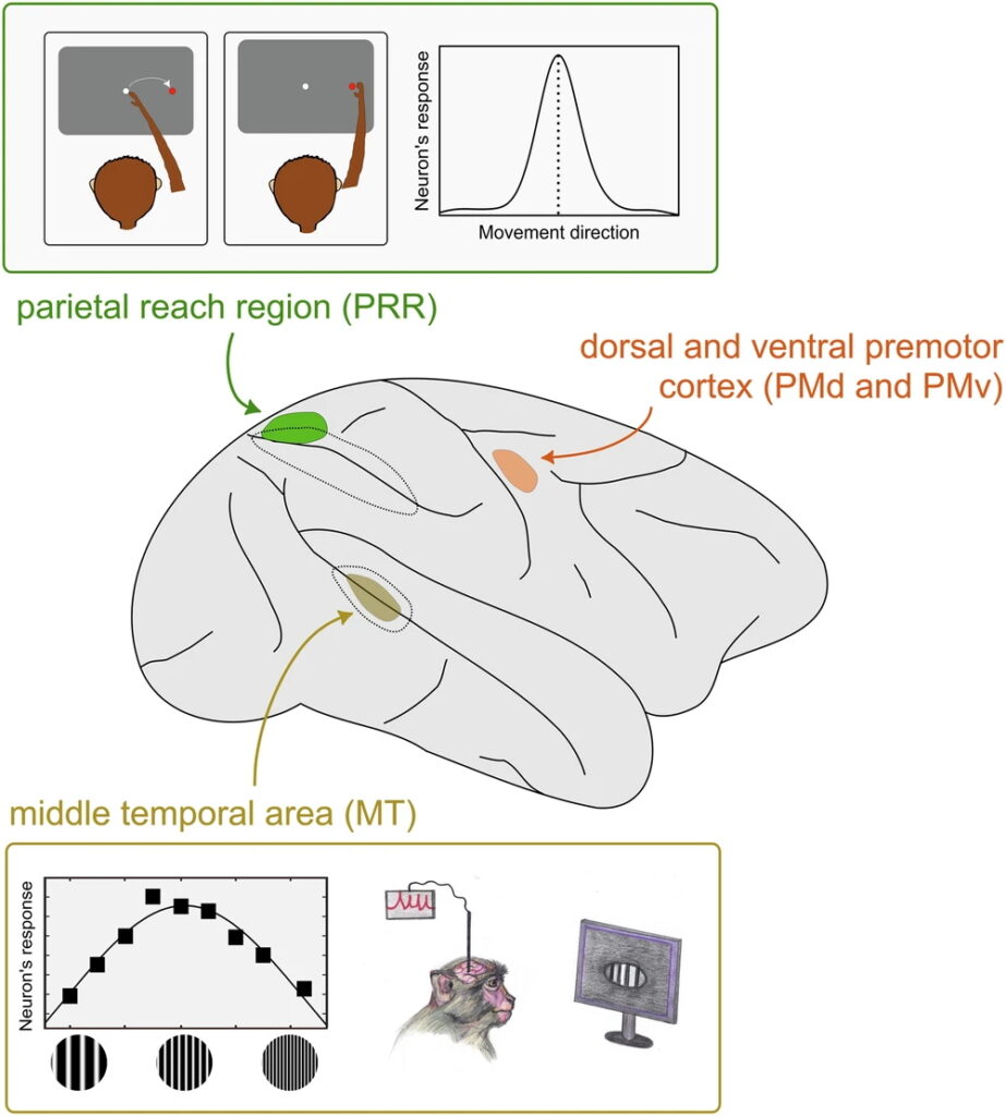 A sketch of the monkey brain, in which three colours mark middle temporal (MT) area, parietal reach region (PRR), and premotor (PM) cortical area.