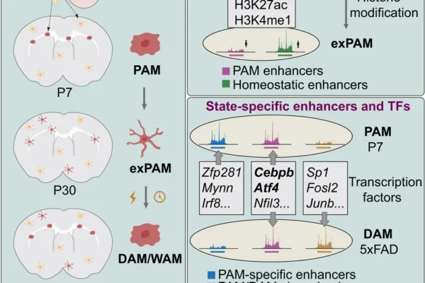 Researchers Illuminate the Epigenetic Basis of Microglial Plasticity