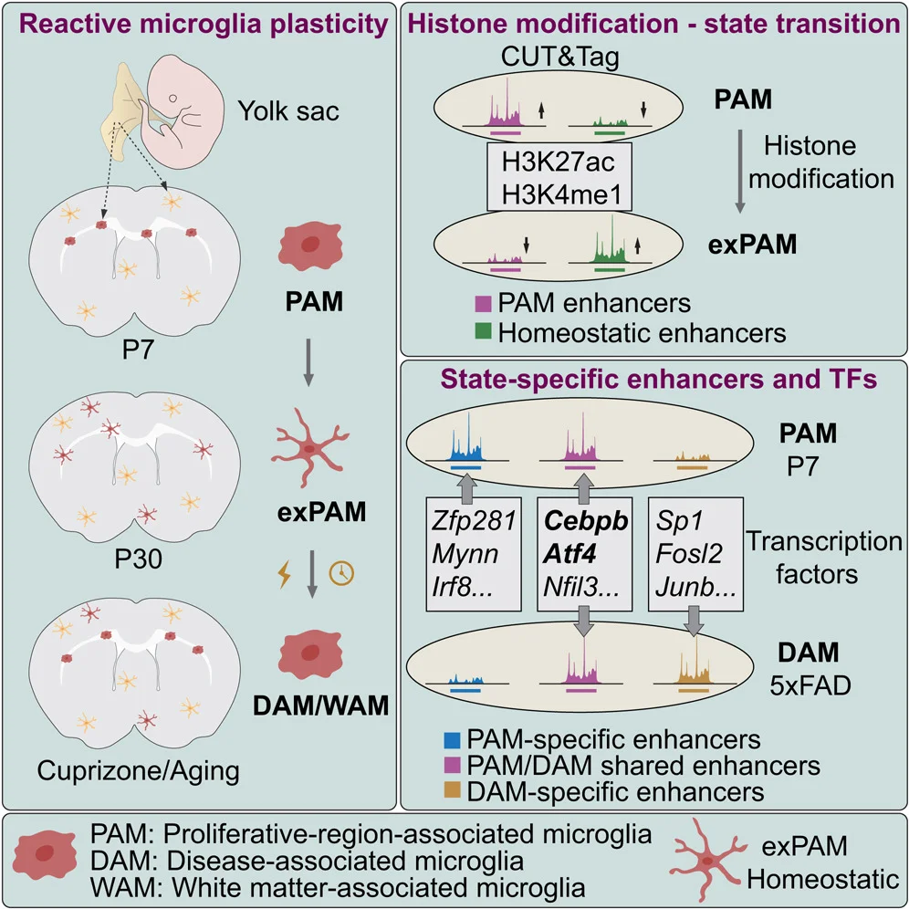 Researchers Illuminate the Epigenetic Basis of Microglial Plasticity