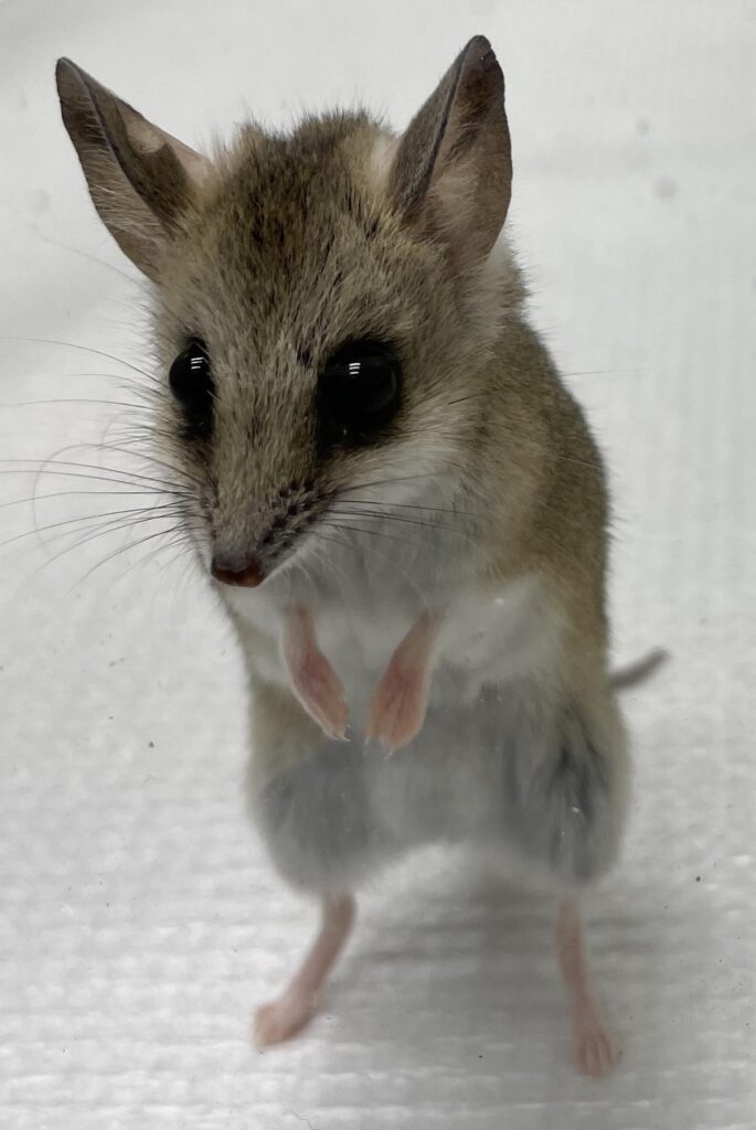 Small laboratory animal standing upright