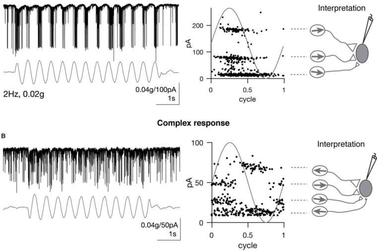 Central vestibular tuning arises from patterned convergence of otolith afferents