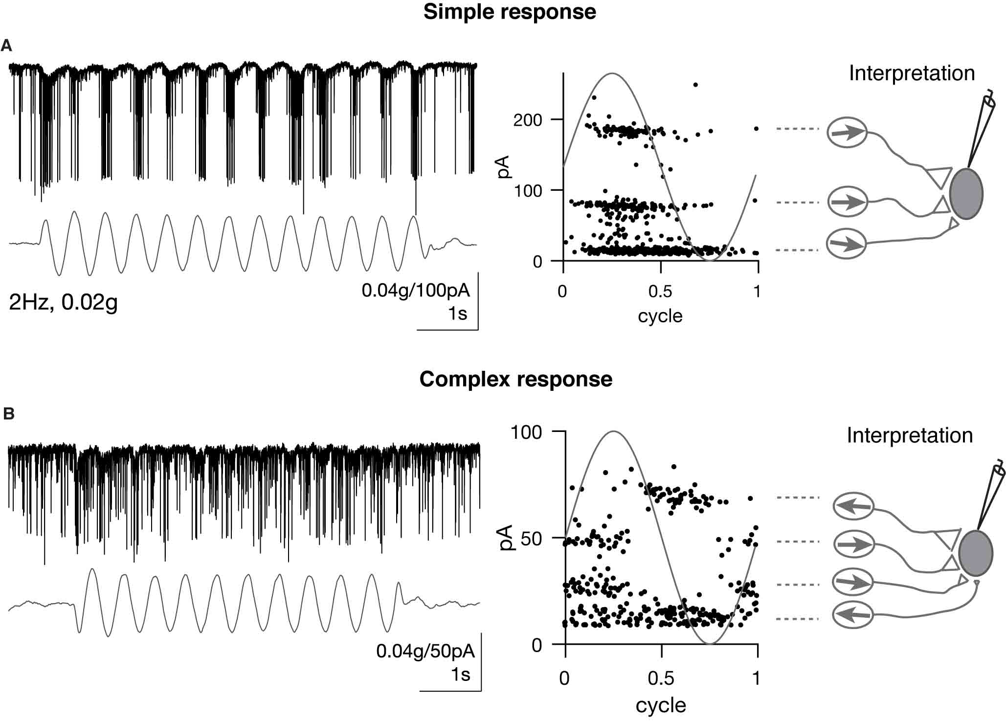 graphical representations of the activity of neurons from electrophysiological recordings in a zebrafish