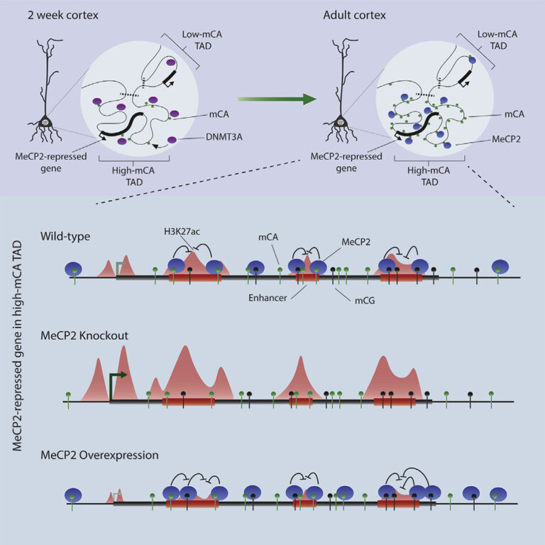 MeCP2 represses enhancers through chromosome topology-associated DNA methylation