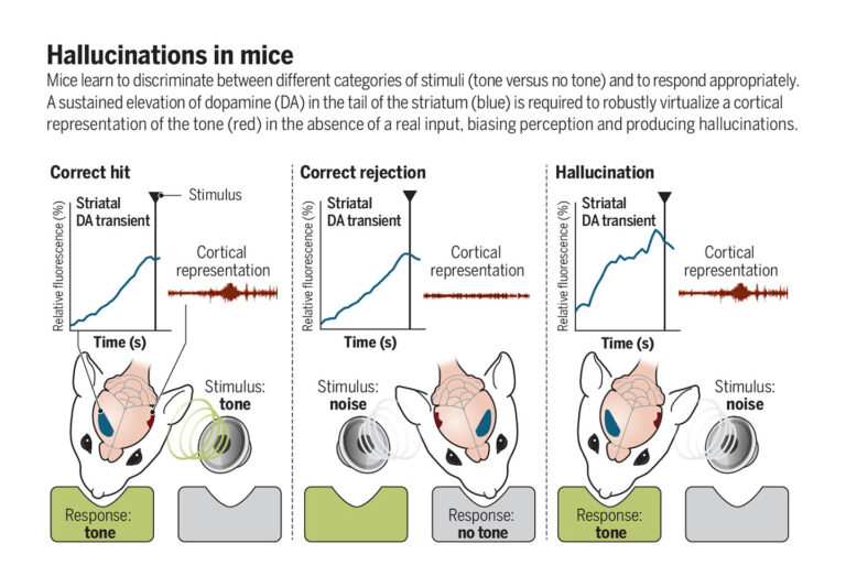 Striatal dopamine mediates hallucination-like perception in mice