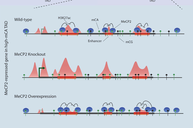 MeCP2 represses enhancers through chromosome topology-associated DNA methylation