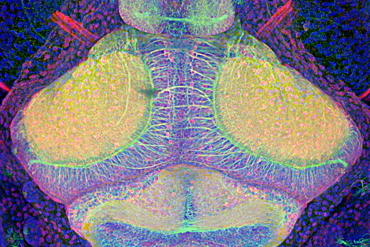 zebrafish nervous system labeled in yellow, green, magenta, and blue