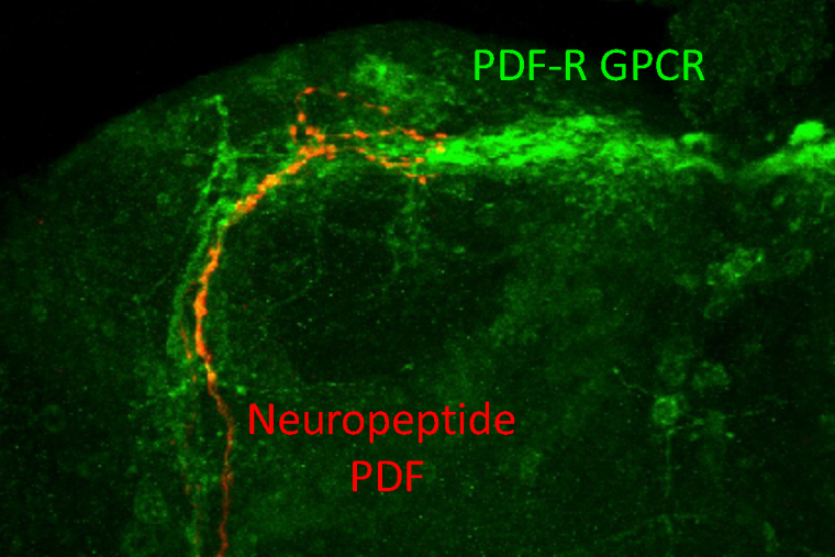microscope image of the Drosophila brain, fixed and double-stained for PDF (red fluorescence) and PDF-R (green fluorescense)