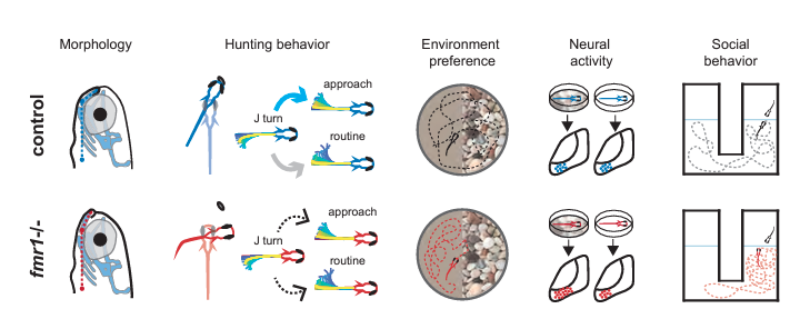 Illustrated overview of alterations in facial morphology, visually guided behaviors and neural activity due to mutations in fmr1 in zebrafish
