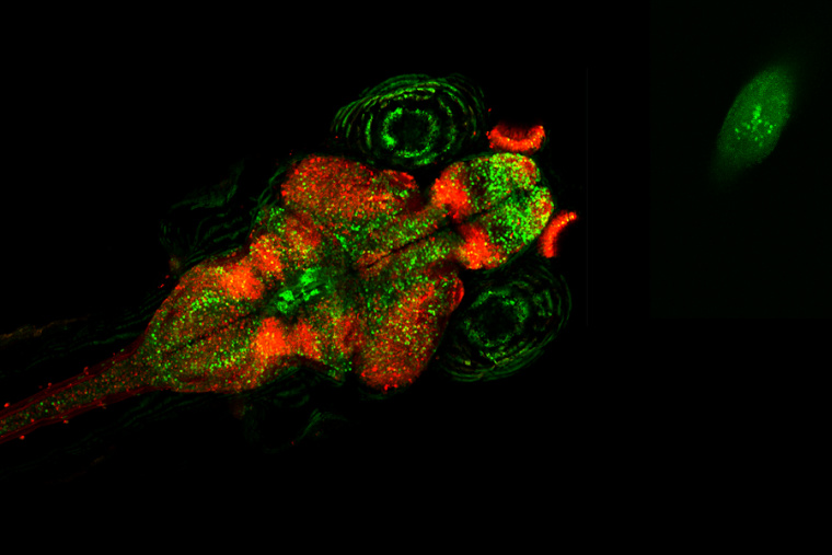 A zebrafish with its nervous system fluorescently labeled in green and red hunts a paramecium, fluorescently labeled in green