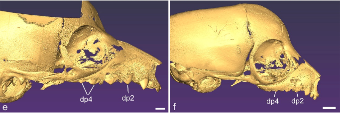 Facial skeleton of newborn Varecia variegata (left) and Eulemur coronatus (right).