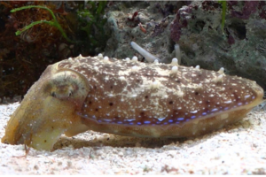 A cuttlefish resting on the bottom of an aquarium
