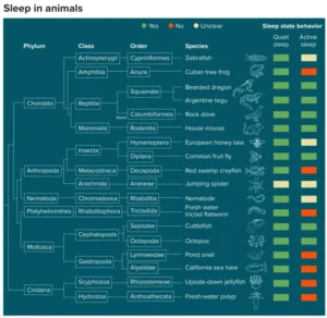 Taxonomy of animals and their sleep states