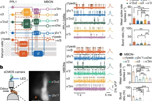 Nature paper explores dopamine-mediated interactions between short- and long-term memory dynamics